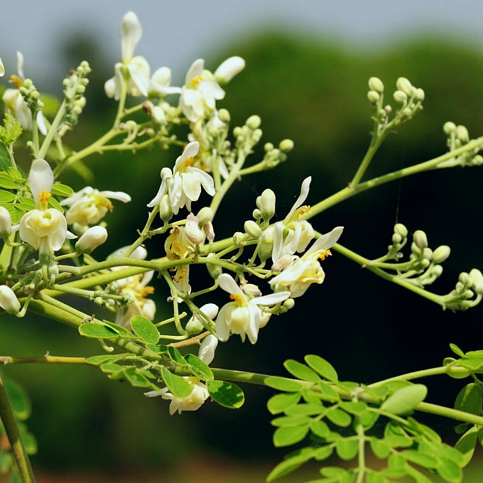 Drumstick Plants - Health Benefits, Uses and Important Facts