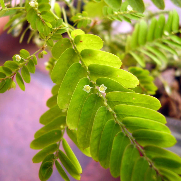 Keezhanelli - its Benefits, Uses, and Significant Facts (Updated Nov)