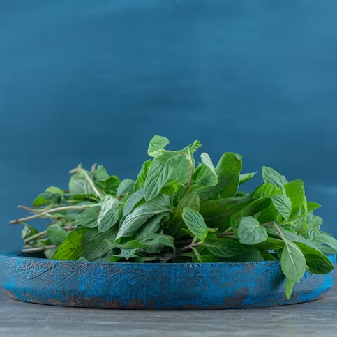 Fish Mint Uses, Benefits, and Culinary Wonders