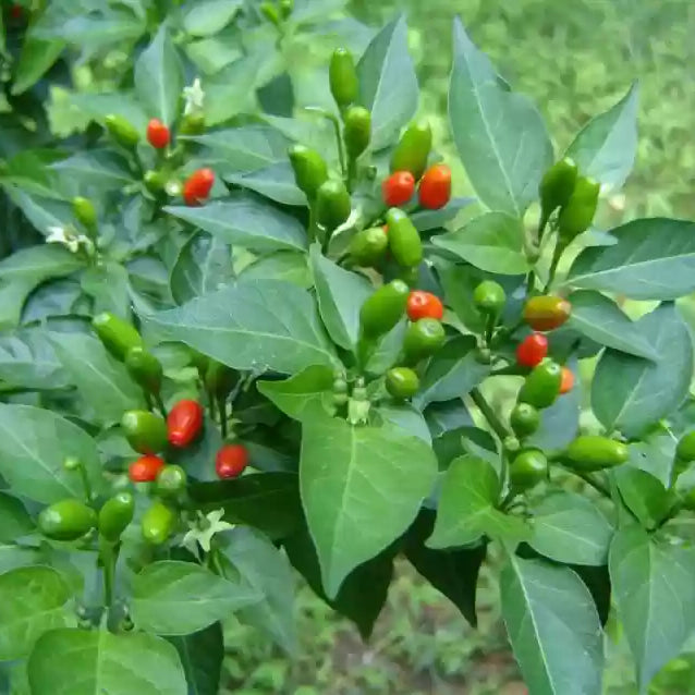 Health Benefits of Kanthari Chilli Uses Guide