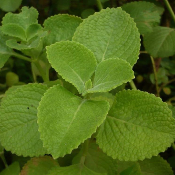 Panikoorka Health Benefits