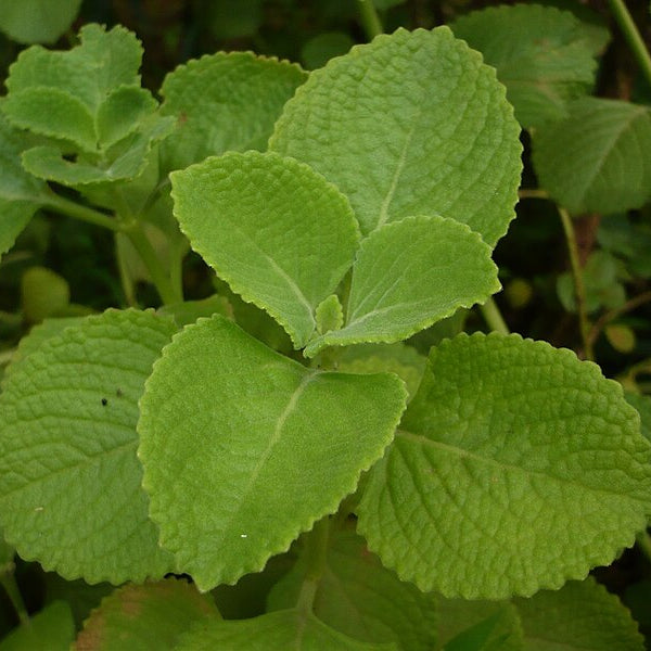 Panikoorka Unveiling the Wonders of Nature's Herbal Healer